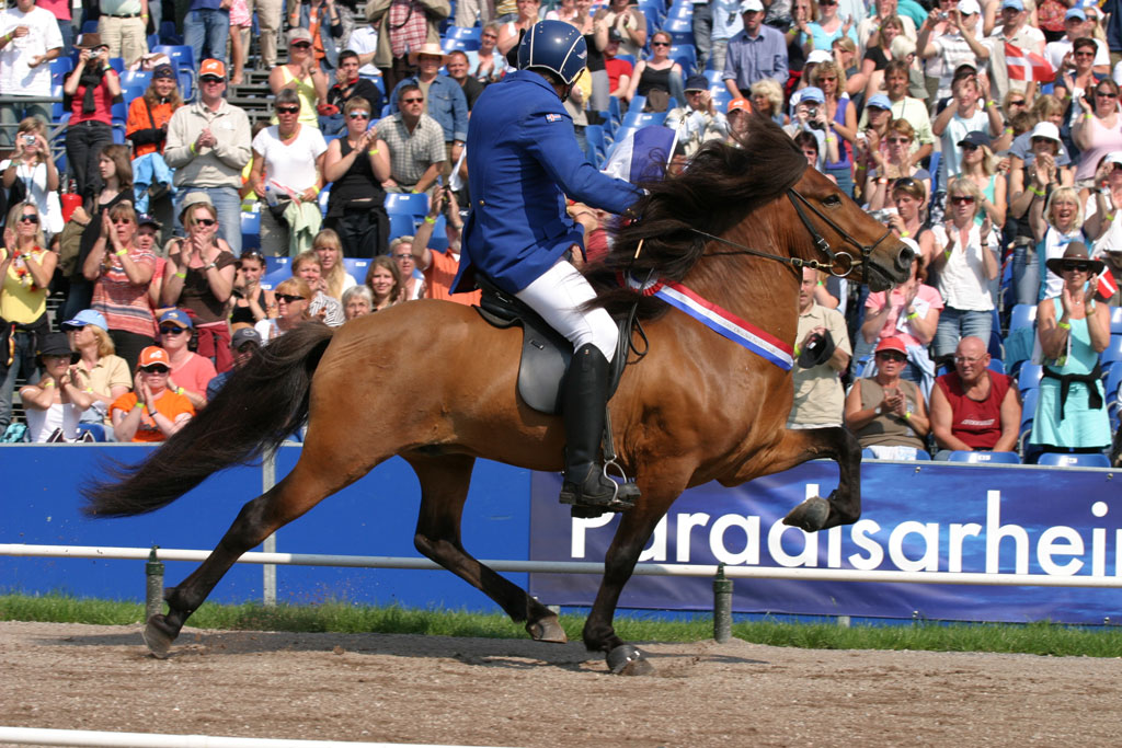 Islandais du Langeren - Actus