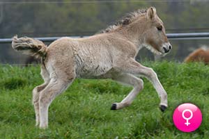 Nala du Langeren