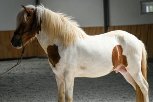 Náttálfur du Langeren