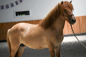 Niðji du Langeren