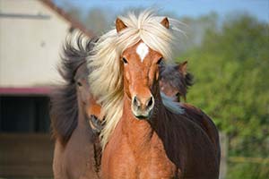 Islandais du Langeren