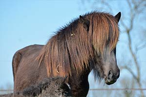 Islandais du Langeren